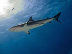 Caribbean reef shark, cruising the Bahamas by Steve Laycock 